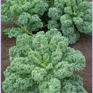 Hạt giống cải xoăn kale